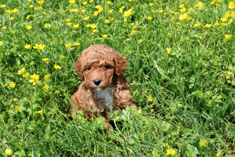 puppy, for, sale, Mini Poodle, Matthew B. Stoltzfus, dog, breeder, Gap, PA, dog-breeder, puppy-for-sale, forsale, nearby, find, puppyfind, locator, puppylocator, aca